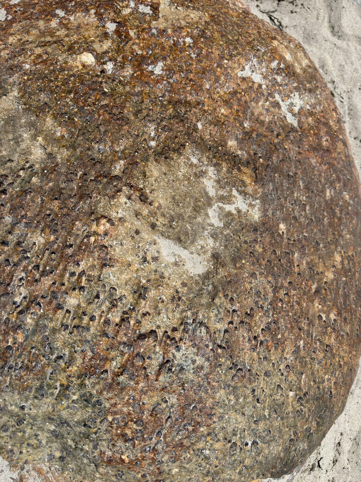 Garnet-Bearing Boulder, Surface Detail - Askoli, Shigar